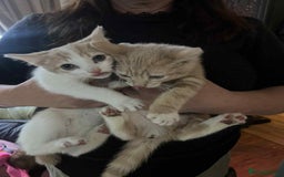 Mixed Breed cats for sale: Two male kittens  - Image 6
