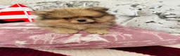 Pomeranian dogs for sale: Pomeranians puppy’s  - Advert 9