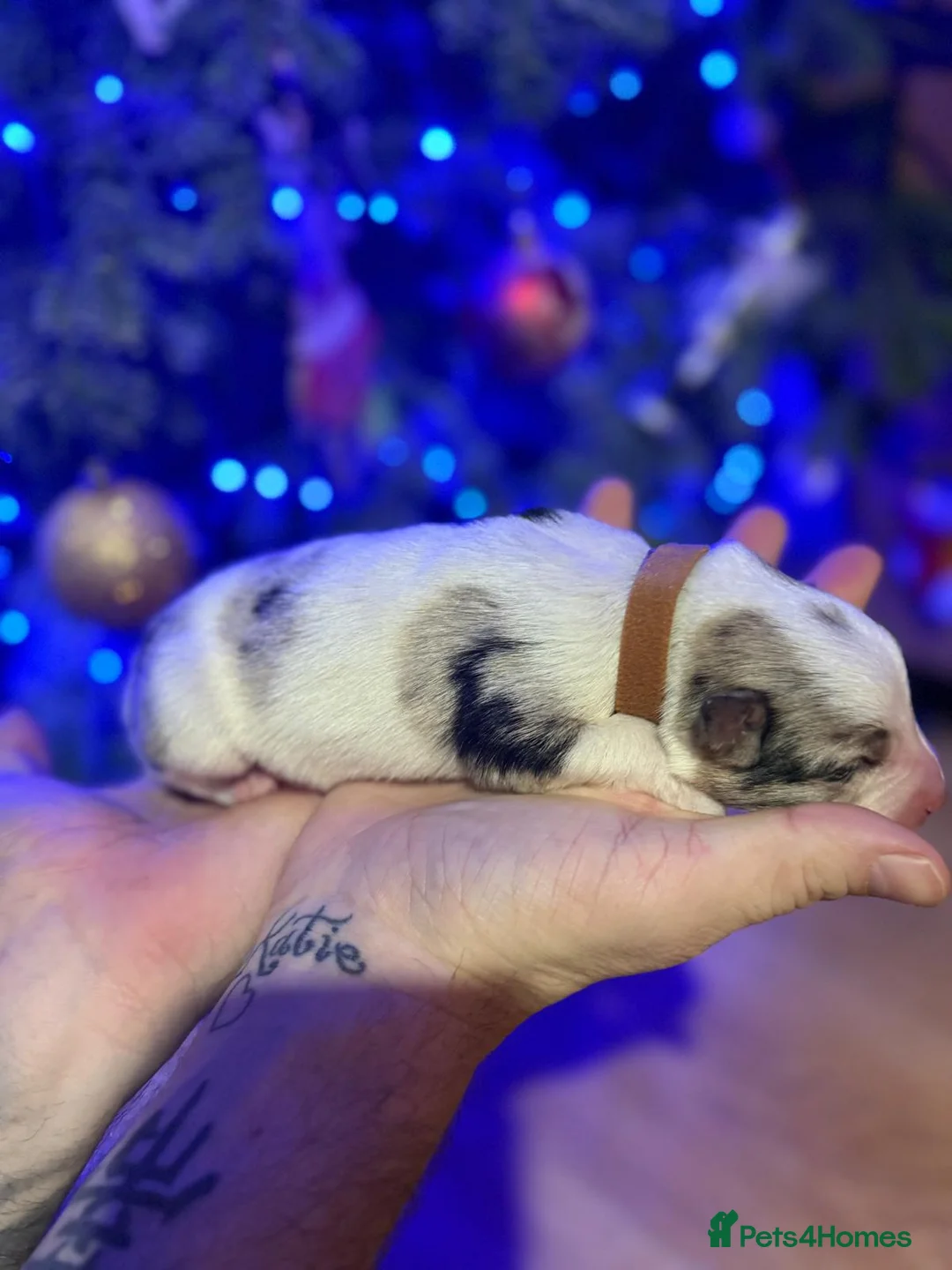 Border Collie dogs for sale: ONLY ONE BOY REMAINING (READY TO GO TUE) - Advert 22