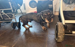 Dachshund dogs for sale: Teckle Dachshund  - Advert 6