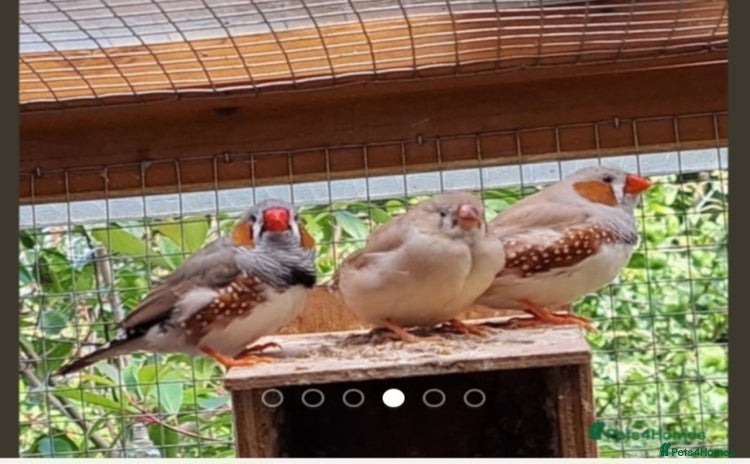 Finches birds - Advert 8