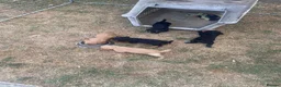 Cocker Spaniel dogs for sale: Five Cocker Spaniel Puppies in Gloucester - Advert 6