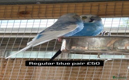 Budgerigars birds for sale: Proven pairs budgies all adult 2+ years old  - Image 10