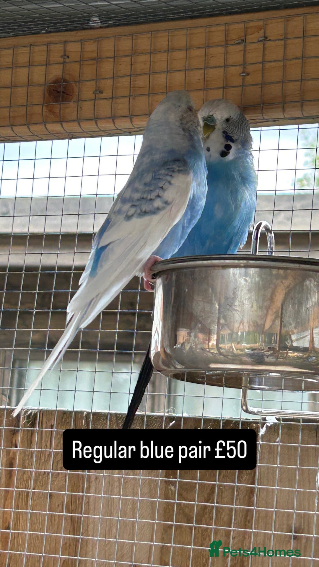 Budgerigars birds for sale: Proven pairs budgies all adult 2+ years old  - Image 10
