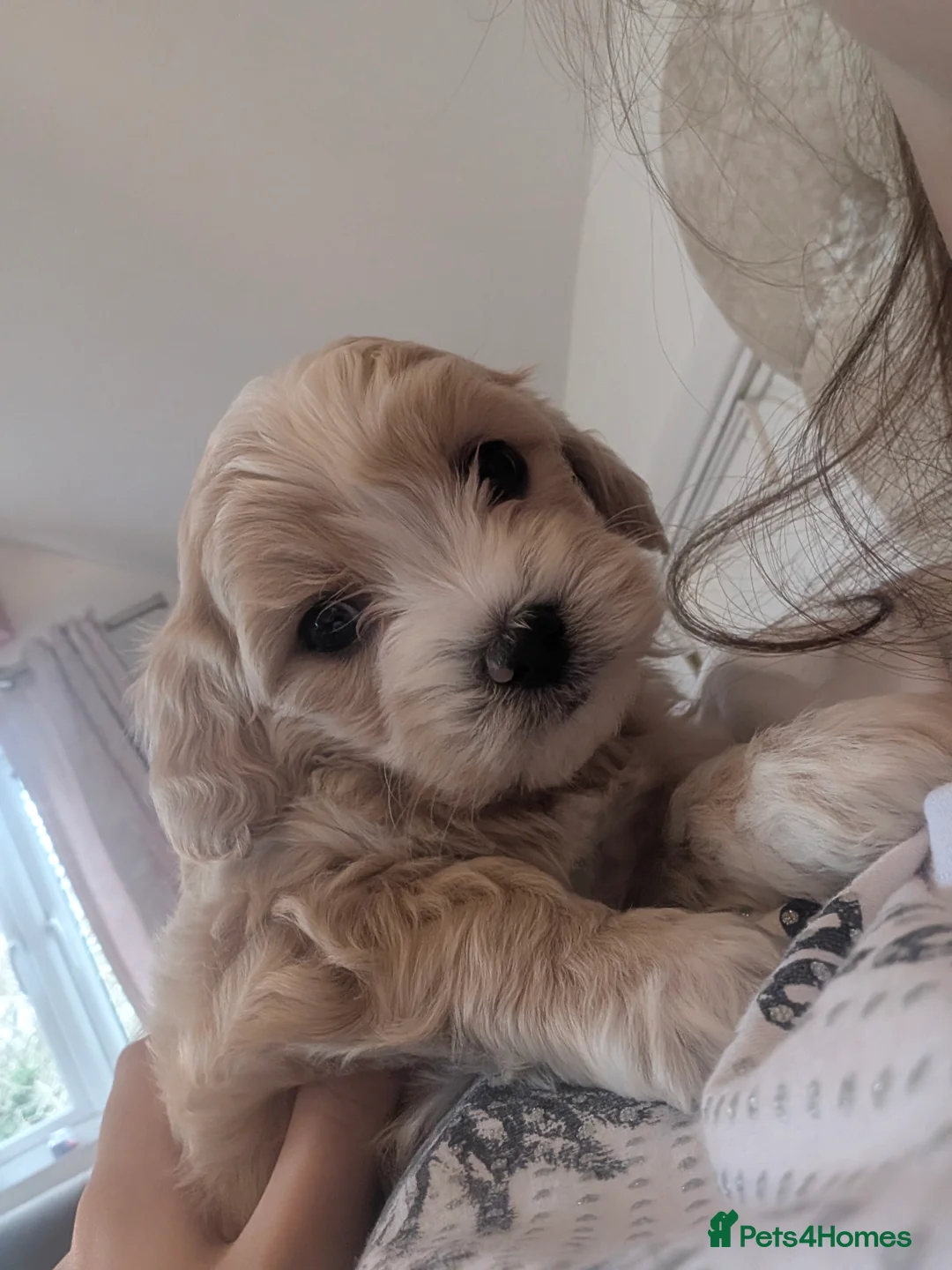 Maltipoo dogs for sale: Maltipoo puppies - Advert 10