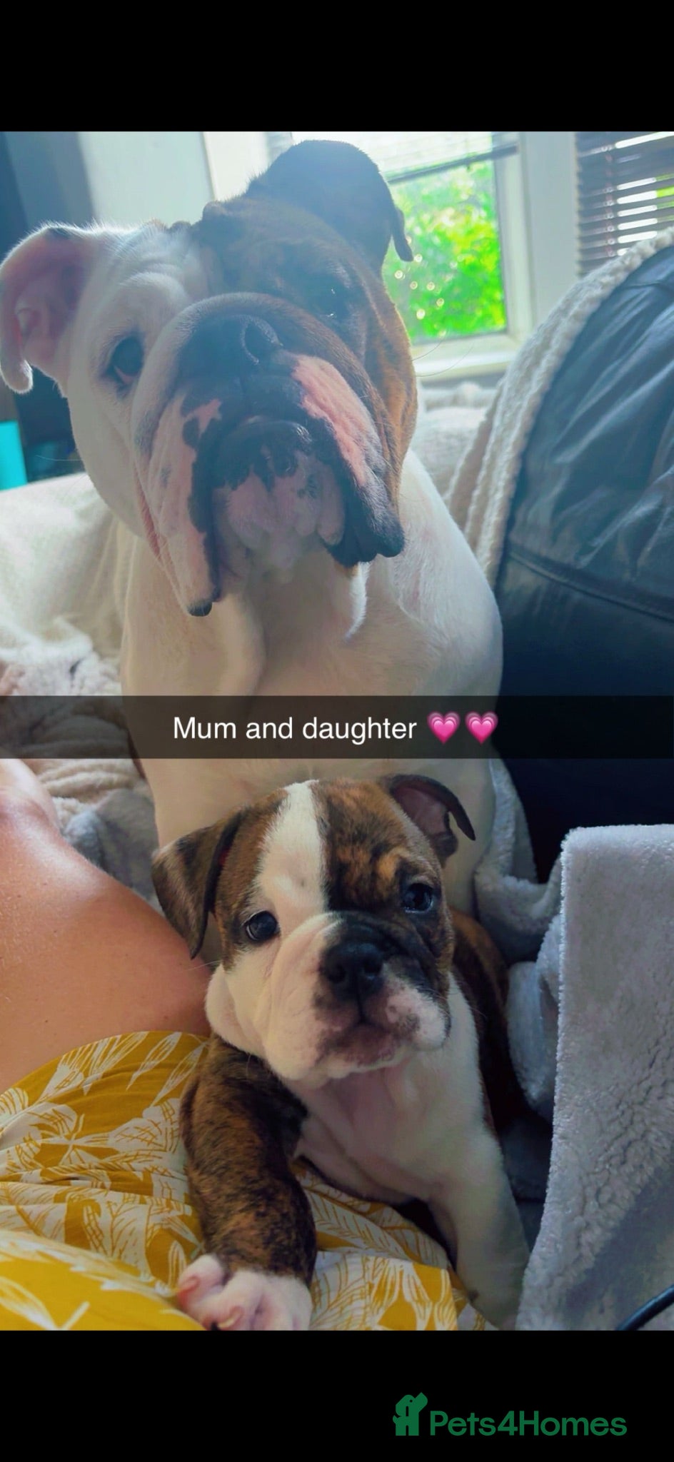 English Bulldog dogs ‼️REDUCED‼️DWKC ENGLISH BULLDOG PUPPIES‼️ - Advert 8