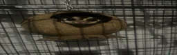 Sugar Glider rodents for sale: 2 female sugar gliders  in Chester - Advert 2