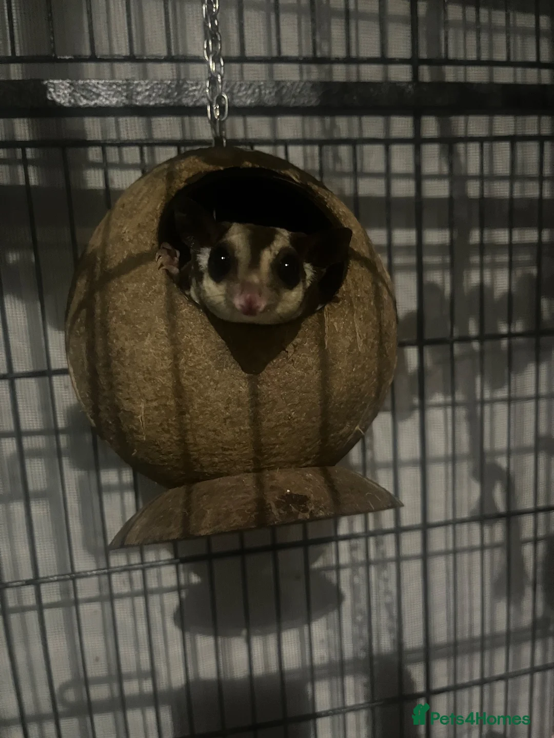 Sugar Glider rodents for sale: 2 female sugar gliders  in Chester - Advert 2
