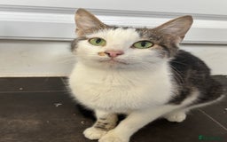 Mixed Breed cats for sale: Gorgeous Tabby & White Kitten - Image 6