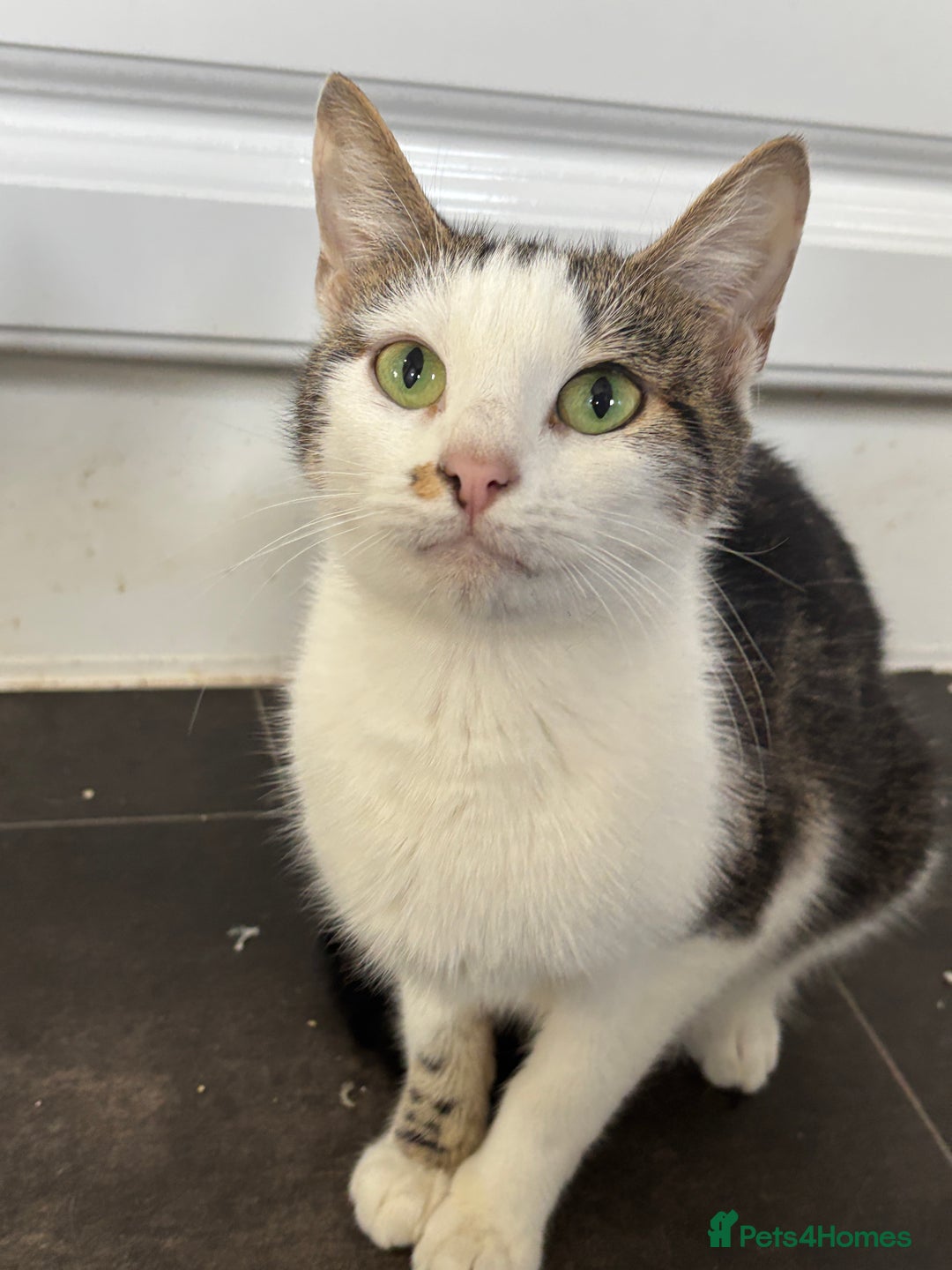 Mixed Breed cats for sale: Gorgeous Tabby & White Kitten - Image 6
