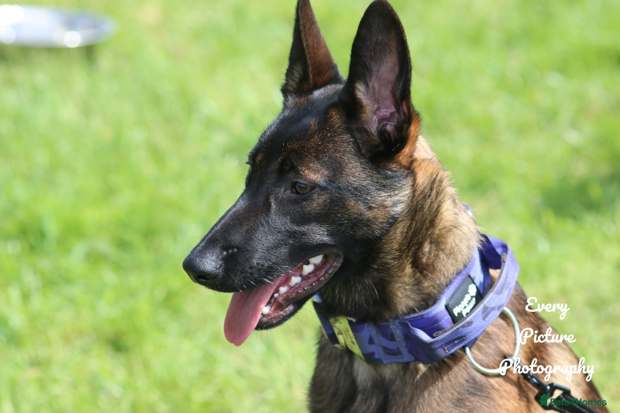 Belgian Shepherd Dog dogs 6 month old Belgian Malinois  - Advert 16