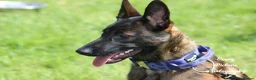 Belgian Shepherd Dog dogs for sale: 6 month old Belgian Malinois  - Advert 1