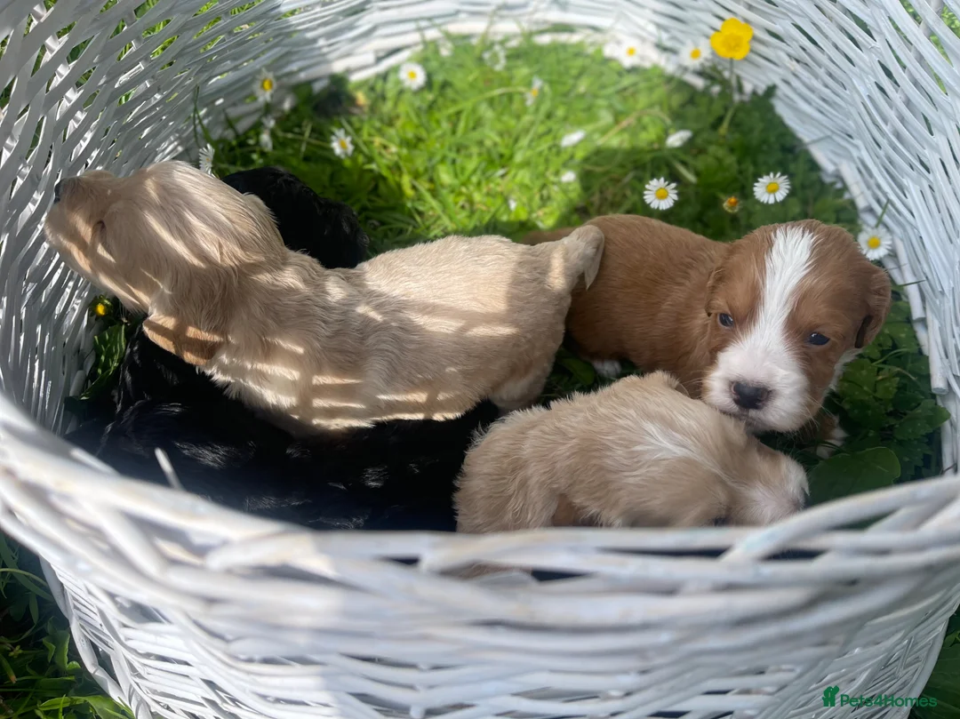 Cocker Spaniel dogs for sale: Pretty RKC Cocker Spaniel pups DNA Health Tested - Advert 1