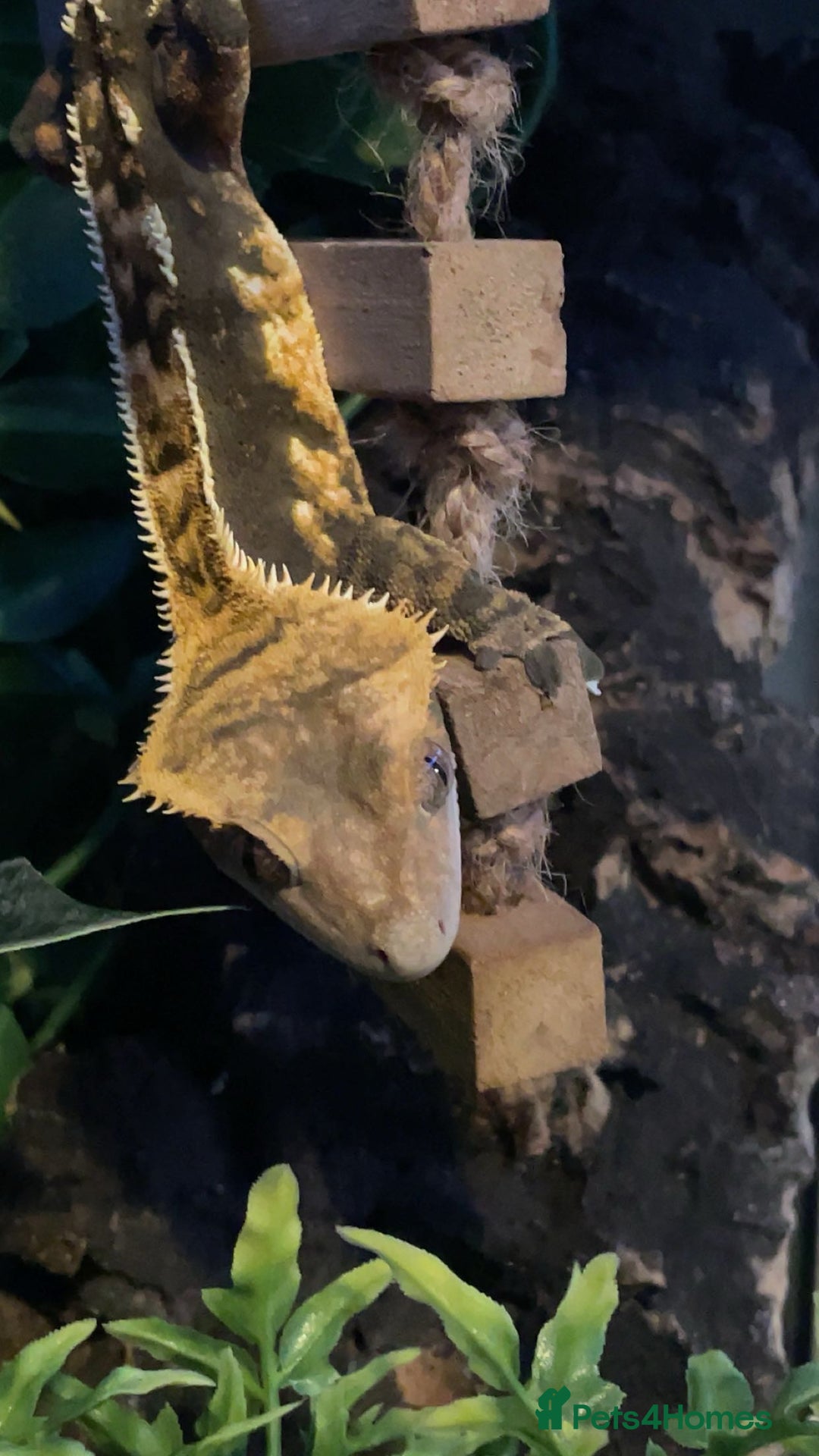 Gecko reptiles for sale: Created gecko  - Image 2