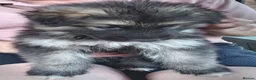 German Shepherd dogs for sale: Long Hair German Shepherd Puppies  in Chorley - Advert 7