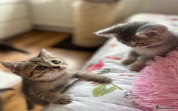 British Shorthair cats for sale: 5 Adorable British Shorthair Kittens - Image 28