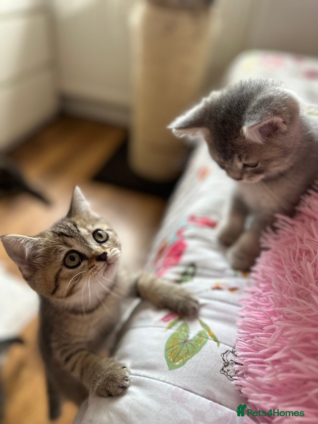 British Shorthair cats for sale: 5 Adorable British Shorthair Kittens - Image 28