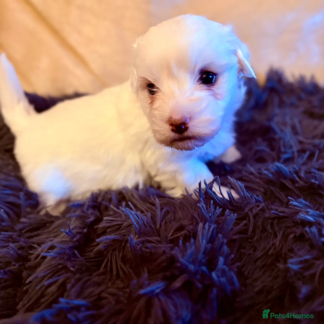 Coton De Tulear dogs for sale: K.C reg Coton de Tulear Puppies inc World Champion - Advert 7