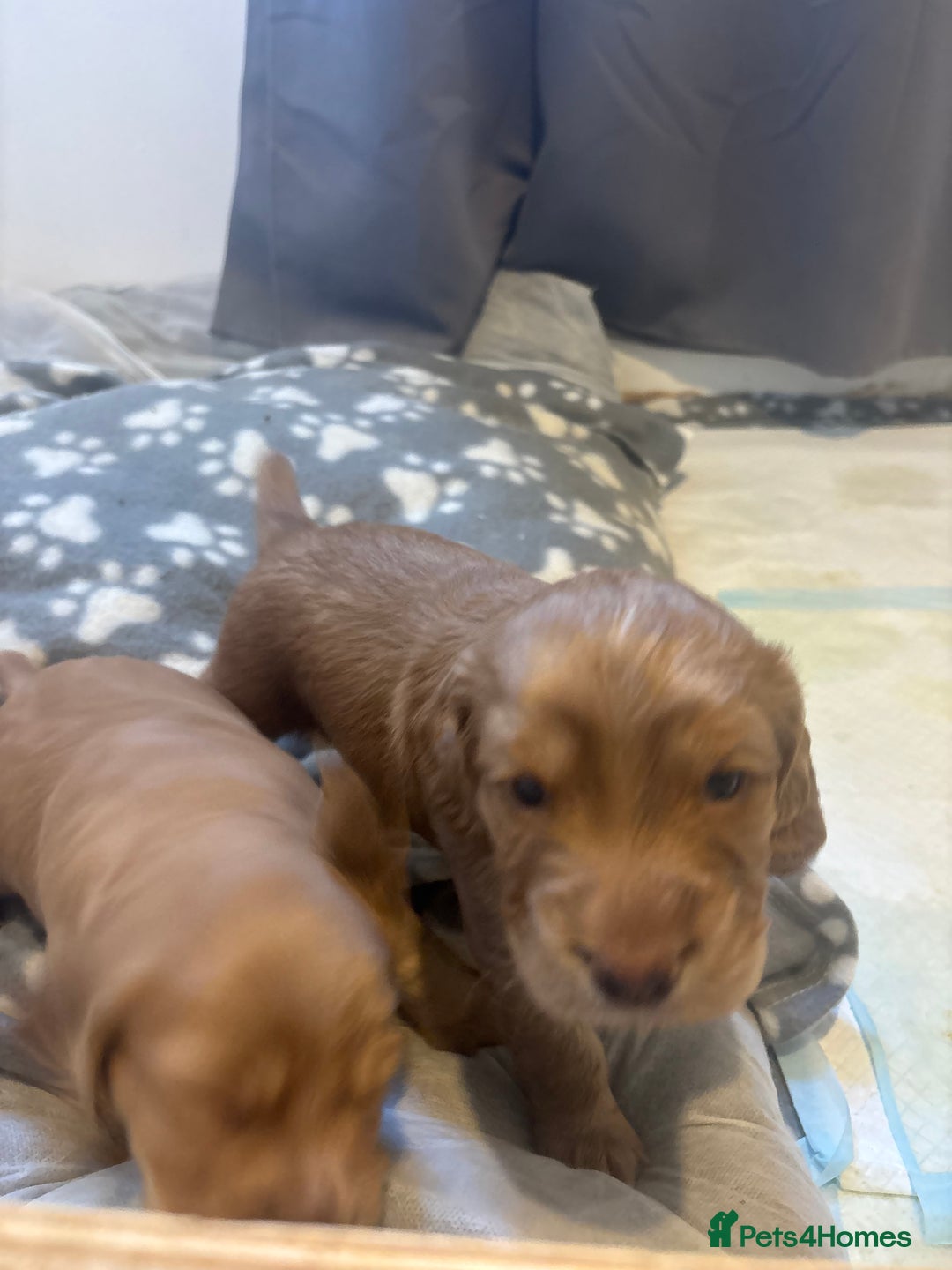 Cocker Spaniel dogs for sale: Working fox red/ginger cocker spaniels  - Image 15