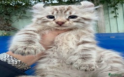 Savannah cats for sale: Super rare longhaired girl  - Advert 7