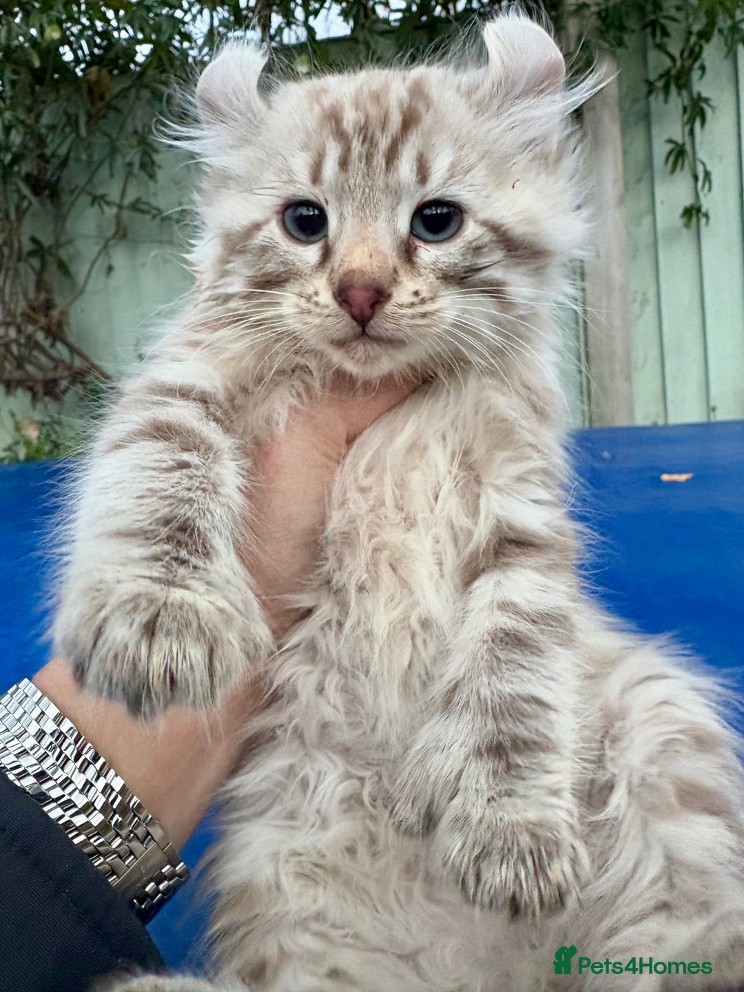 Savannah cats for sale: Super rare longhaired girl  - Advert 7
