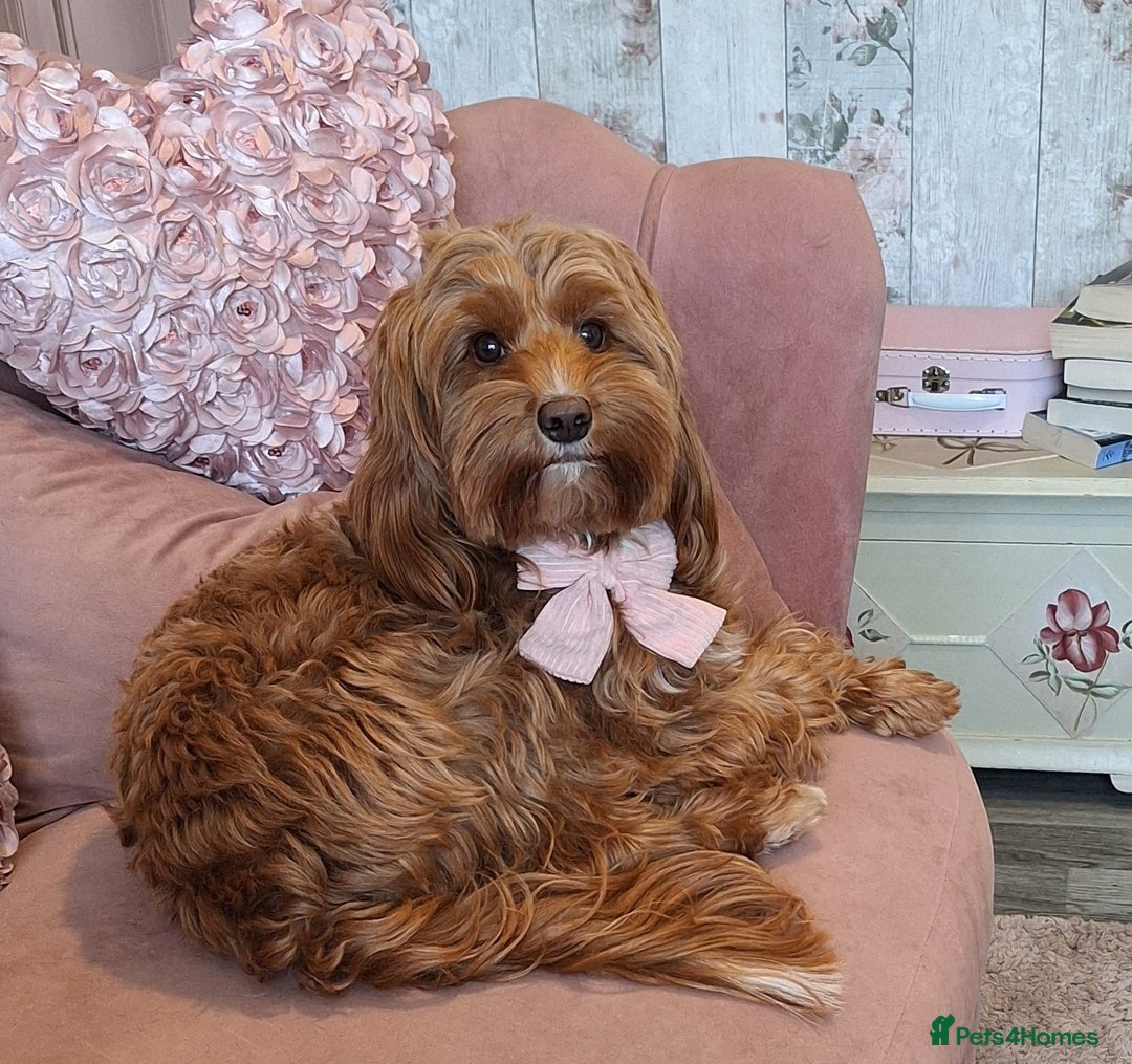 Cockapoo dogs for sale: 🐾✨  Ruby’s Toy Cockerpoo Pups Have Arrived! ✨🐾 - Advert 3