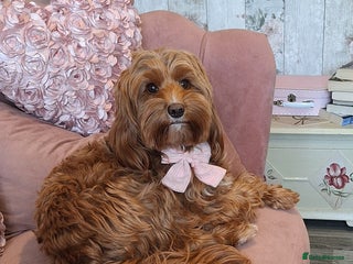 Cockapoo dogs 🐾✨ Ruby’s Toy Cockerpoo Pups Have Arrived! ✨🐾 - Advert 3