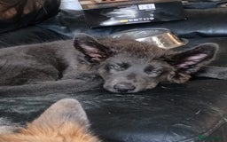 German Shepherd dogs for stud: PROVEN KC REG STRAIGHT BACK BLUE BICOLOUR in Redditch - Image 25