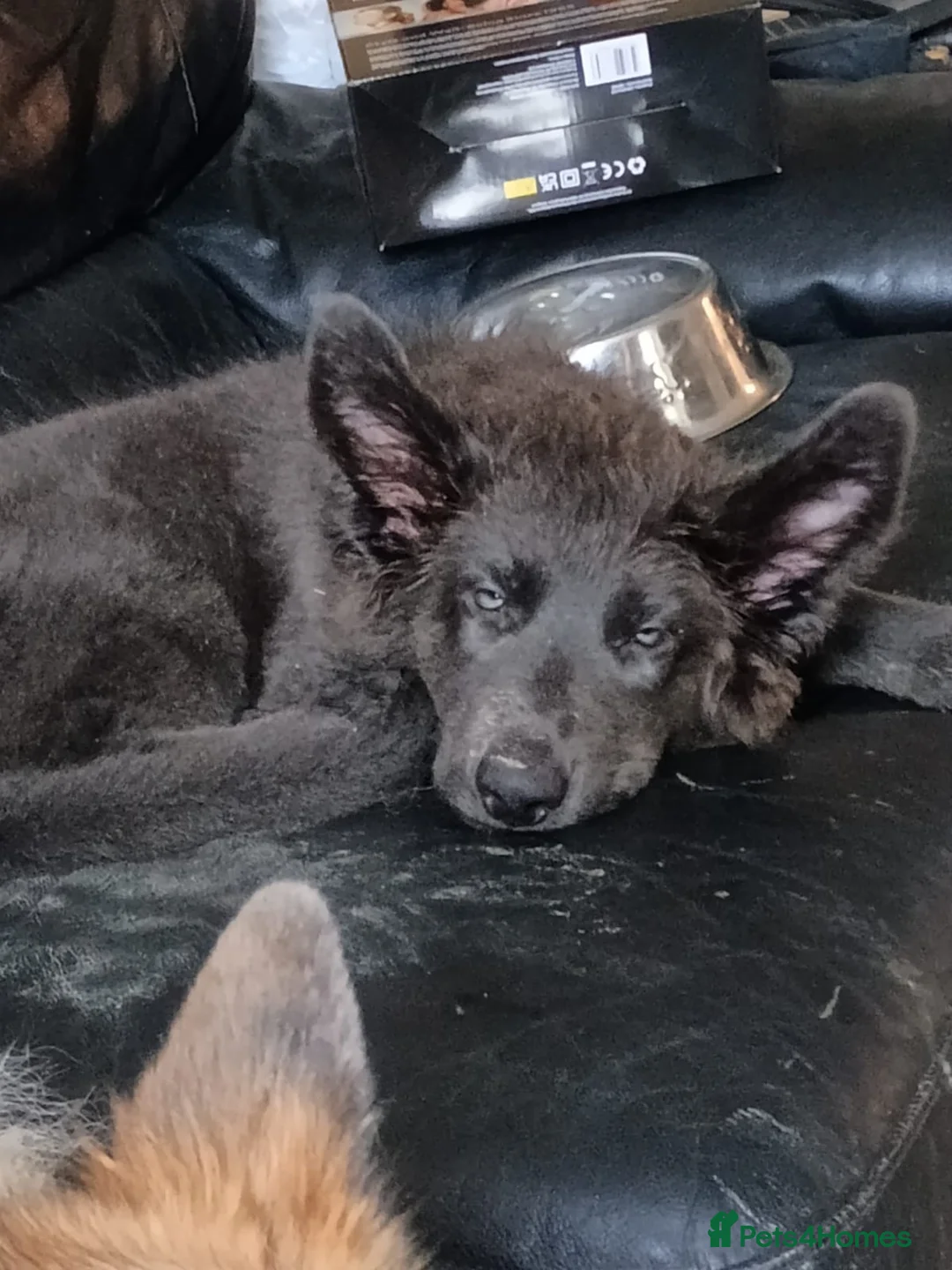 German Shepherd dogs for stud: PROVEN KC REG STRAIGHT BACK BLUE BICOLOUR in Redditch - Advert 25