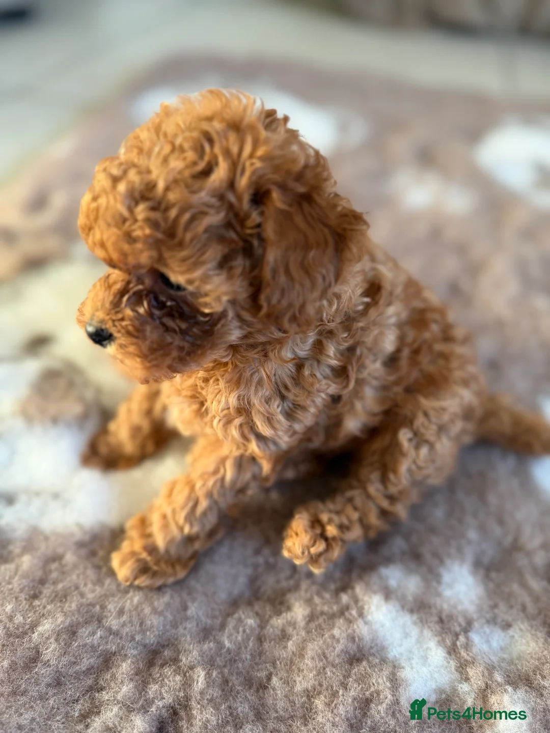 Toy Poodle dogs for sale: Outstanding KC reg Red Toy Poodles  - Advert 15