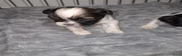 Lhasa Apso dogs for sale: Beautiful KC Registered Lhasa Apso Puppies - Advert 18