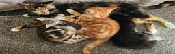 Mixed Breed cats for sale: Mixed Breed Kittens/Price Individual - Advert 4