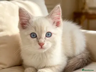 Ragdoll cats Rare Lilac Ragdoll Kitten | Blue Eyes - Advert 11