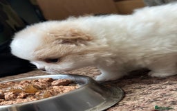 Pomeranian dogs for sale: KC Reg Pomeranian Girls - Image 15