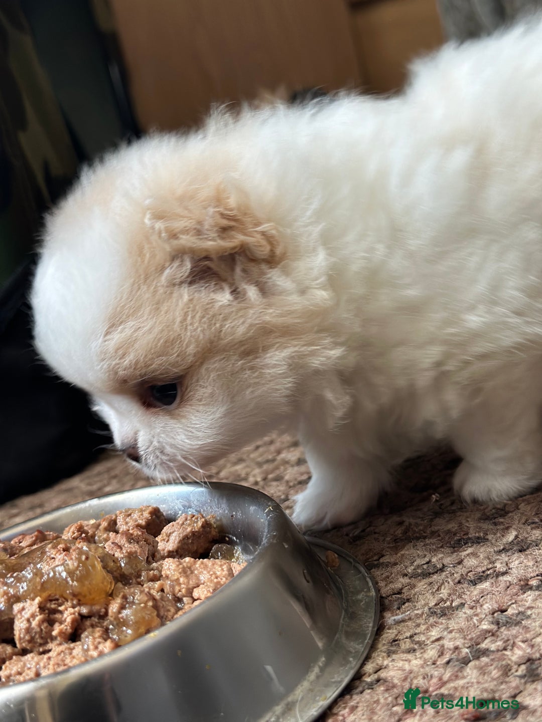Pomeranian dogs for sale: KC Reg Pomeranian Girls - Image 15