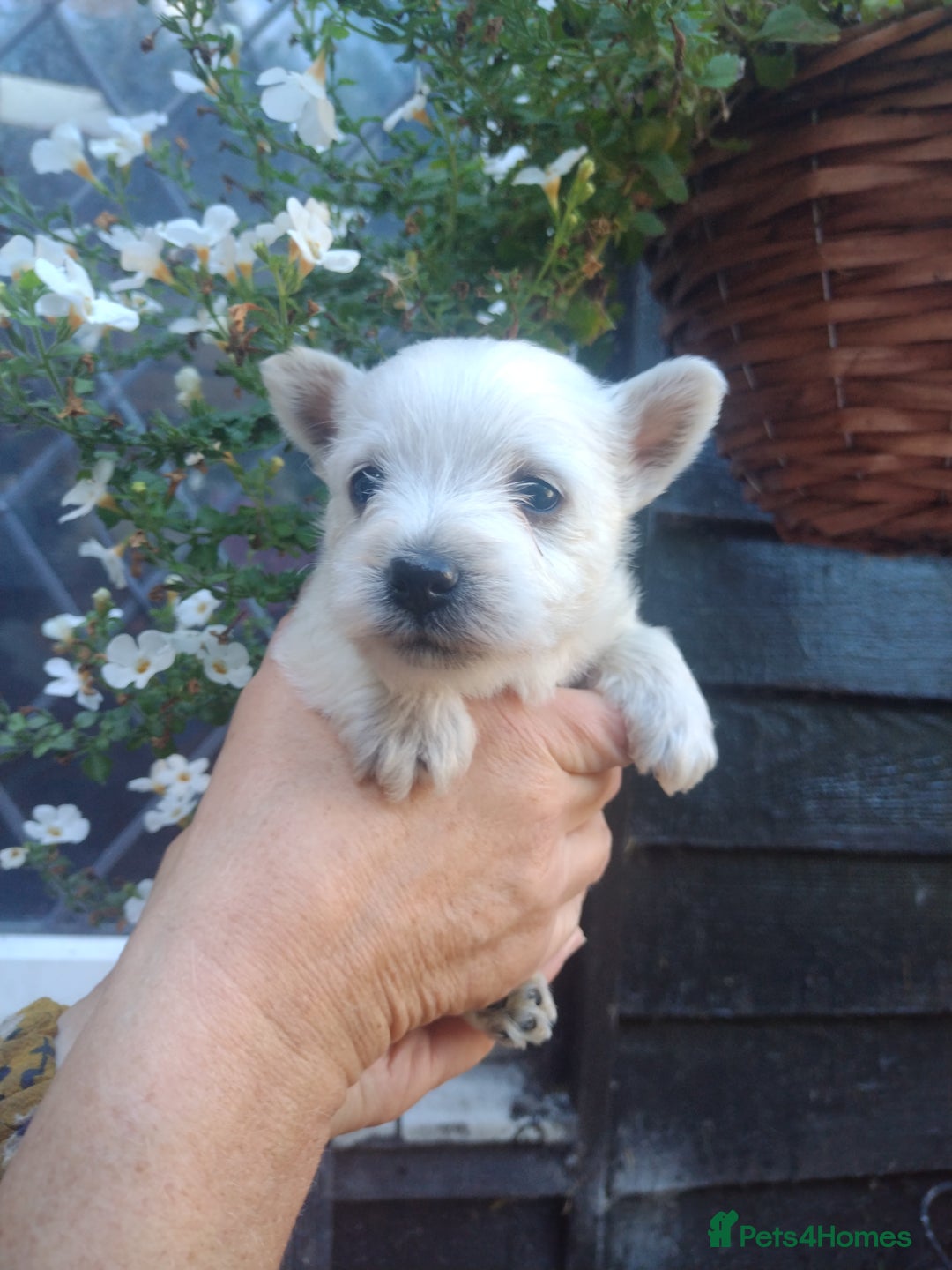 West Highland Terrier dogs for sale: Gorgeous KC registered Westie pups - Image 3