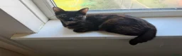 Mixed Breed cats for sale: Female kitten  - Advert 4