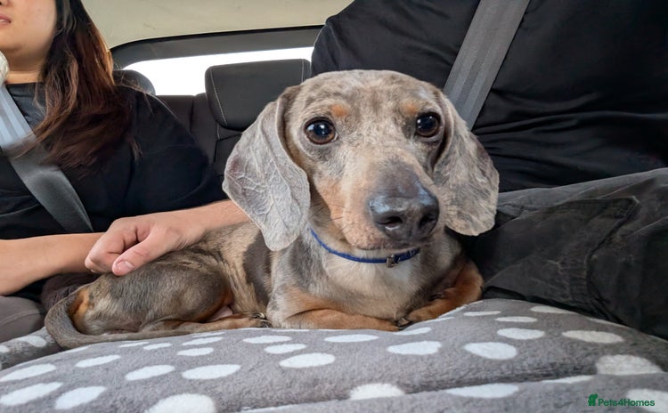 Miniature Dachshund dogs - Advert 7