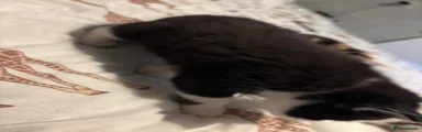 Domestic Shorthair Kitten 1