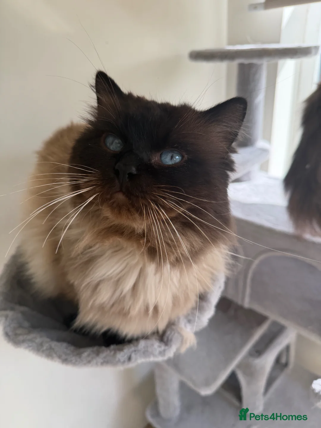 Ragdoll cats for stud: My beautiful PROVEN ragdoll for stud  - Advert 2