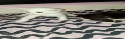 Mixed Breed cats for sale: 3 cute kittens looking for their forever homes - Advert 21