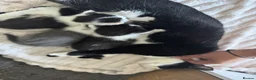 Domestic Shorthair cats for sale: 7 kittens  - Advert 22