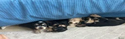 Cocker Spaniel dogs for sale: Beautiful Show cocker spaniel puppies  - Advert 8