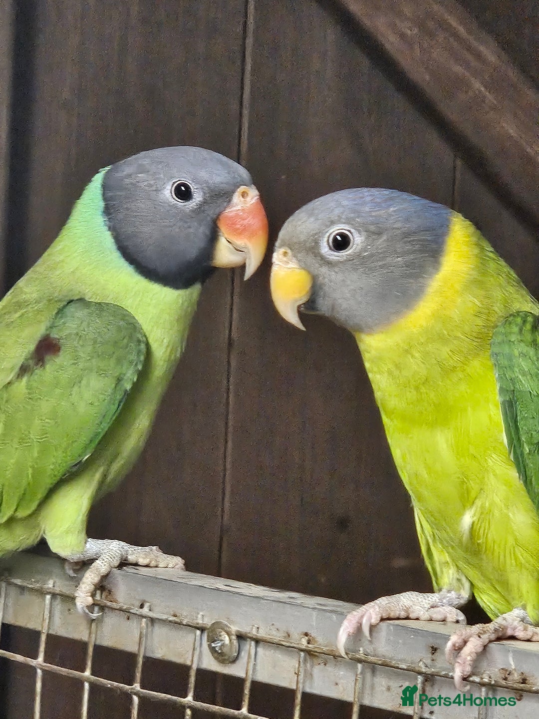 Parakeets birds for sale: 2 x parakeets unsexed - Advert 1