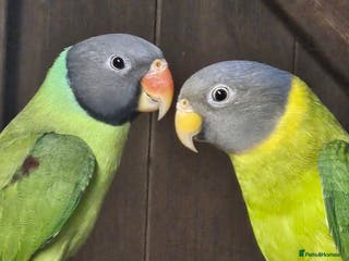 Parakeets birds 2 x parakeets unsexed - Advert 2