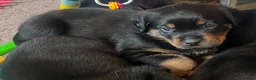 Rottweiler dogs for sale: Health tested Rottweiler puppy’s for sale  - Advert 8