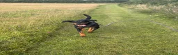 Mixed Breed dogs for adoption: Eddie - Translyvanian Hound  in Bideford - Advert 11