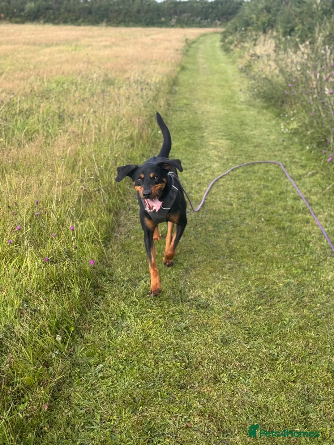 Mixed Breed dogs for adoption: Eddie - Translyvanian Hound  in Bideford - Advert 11