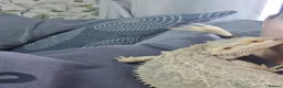 Bearded Dragon reptiles for sale: Baby bearded dragons in Hitchin - Advert 2