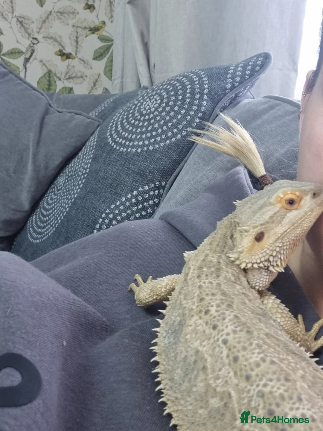 Bearded Dragon reptiles for sale: Baby bearded dragons in Hitchin - Advert 2